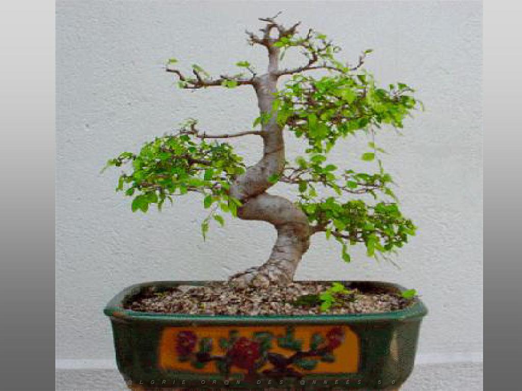 149 BONZAI A MAULEVRIER 2016_000037.jpg